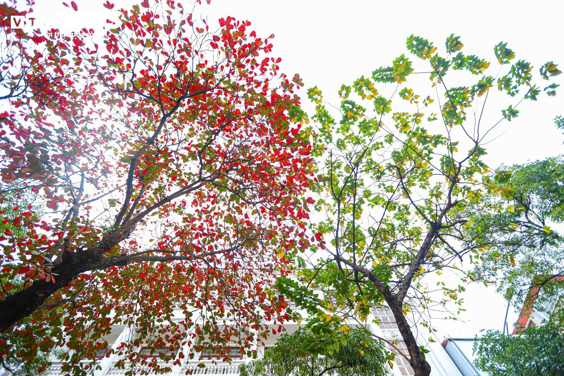 Hà Nội mùa cây bàng lá đỏ - 3