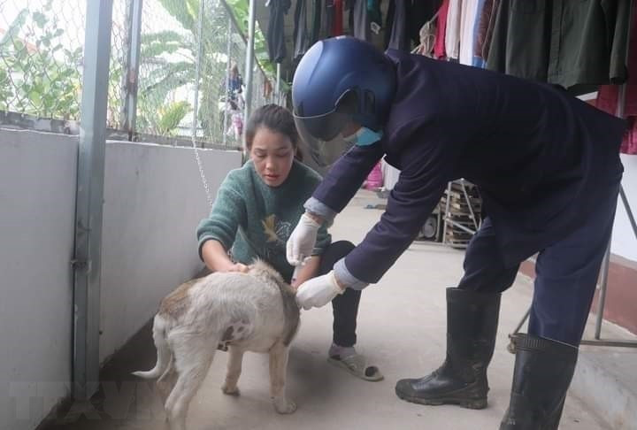 Cơ quan chuyên môn huyện Đầm Hà tiêm vaccine phòng dại cho chó mèo. (Ảnh: TTXVN phát)