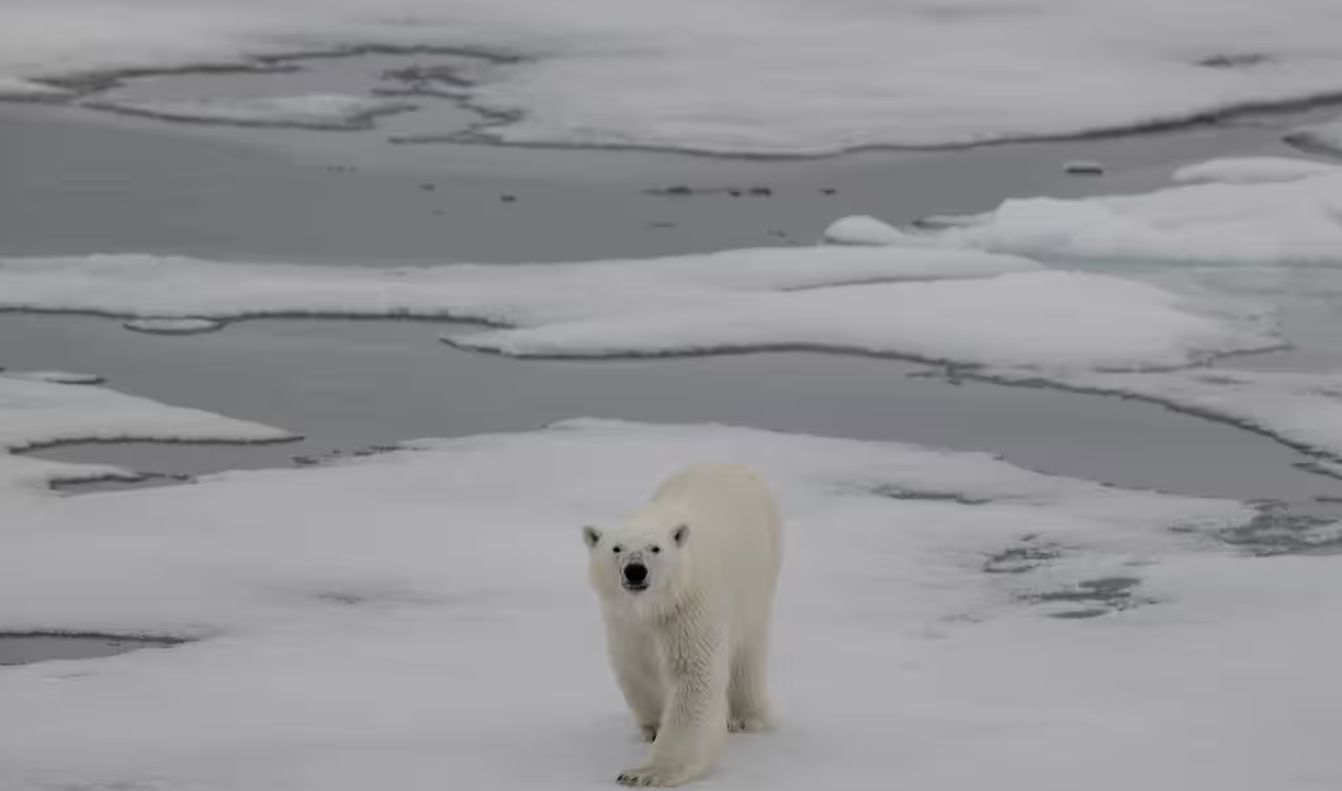 Những loài động vật đặc trưng của Bắc Cực như gấu Bắc Cực, hải cẩu và hải mã sẽ chịu ảnh hưởng nặng nề do băng tan - Ảnh: GETTY IMAGES 