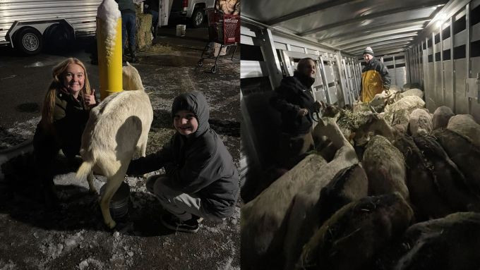 Người lạ giúp Garcia vắt sữa dê tại bãi đậu xe một cửa hàng nông sản ở Utah, Mỹ, ngày 2/3. Ảnh: FOX 13