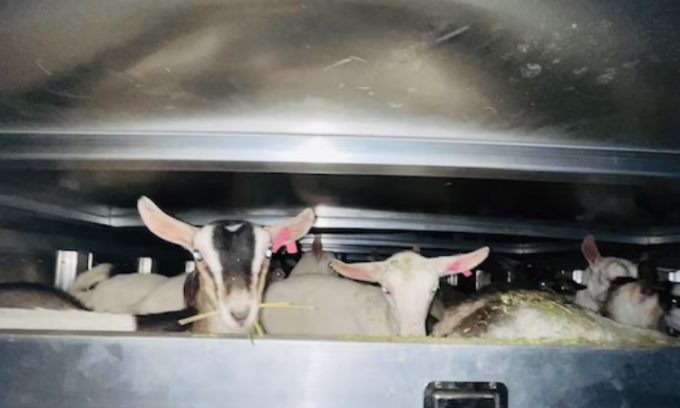 Những con dê trên xe của người chăn nuôi Garcia. Ảnh: WP