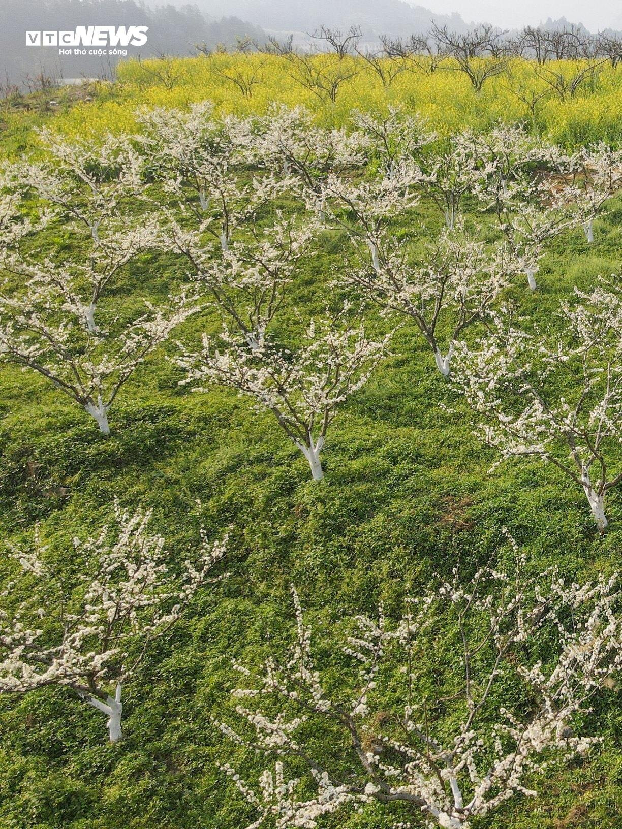 Mãn nhãn ngắm hàng nghìn gốc lê bung sắc trắng tinh khôi trên cao nguyên Bắc Hà - 3
