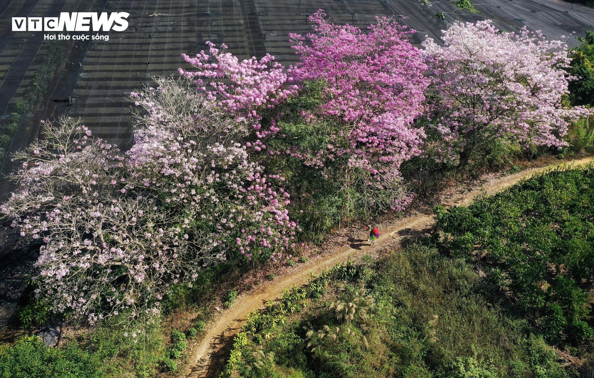 Hoa kèn hồng nở rộ, nhuộm thắm những cung đường ở Lâm Đồng - 2