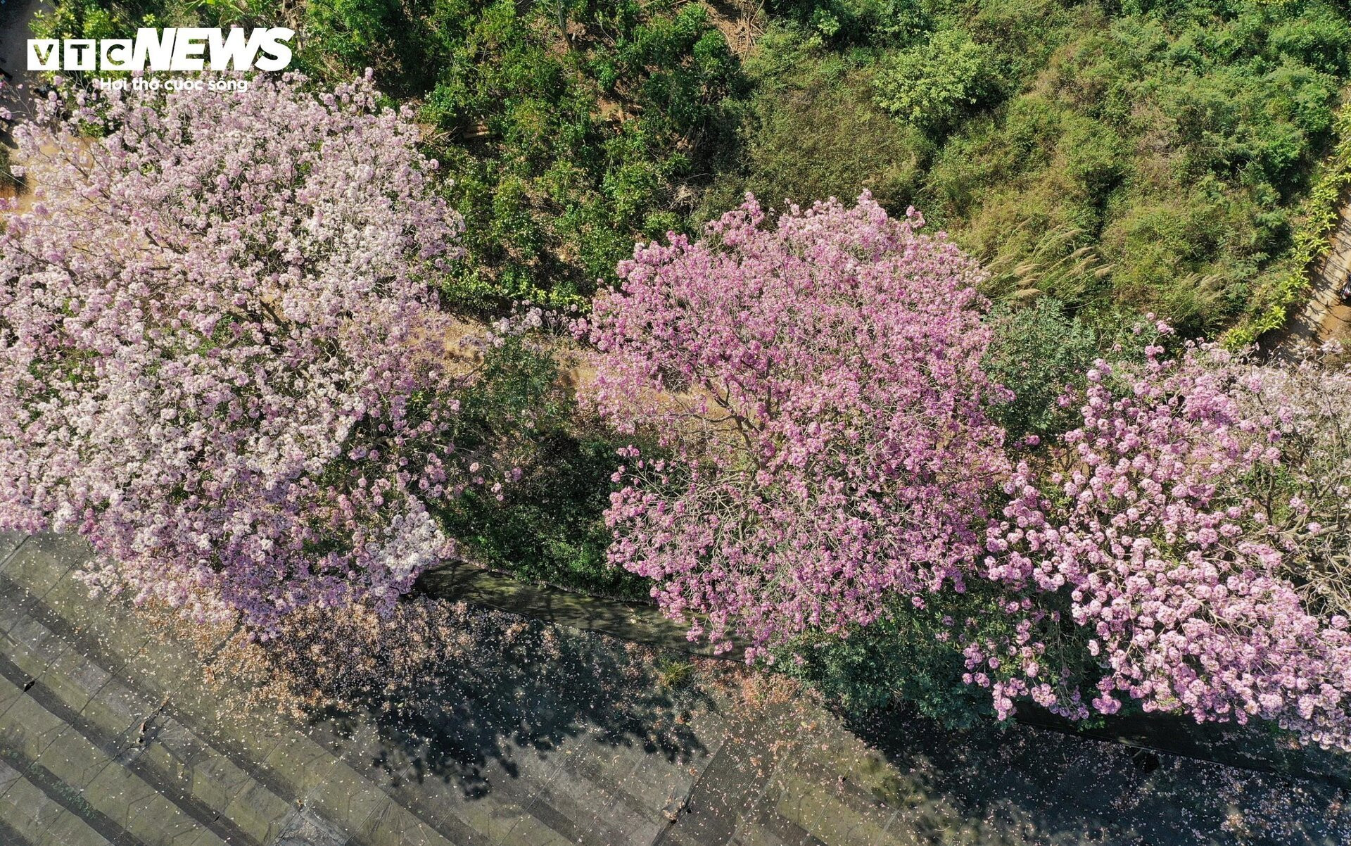 Hoa kèn hồng nở rộ, nhuộm thắm những cung đường ở Lâm Đồng - 3