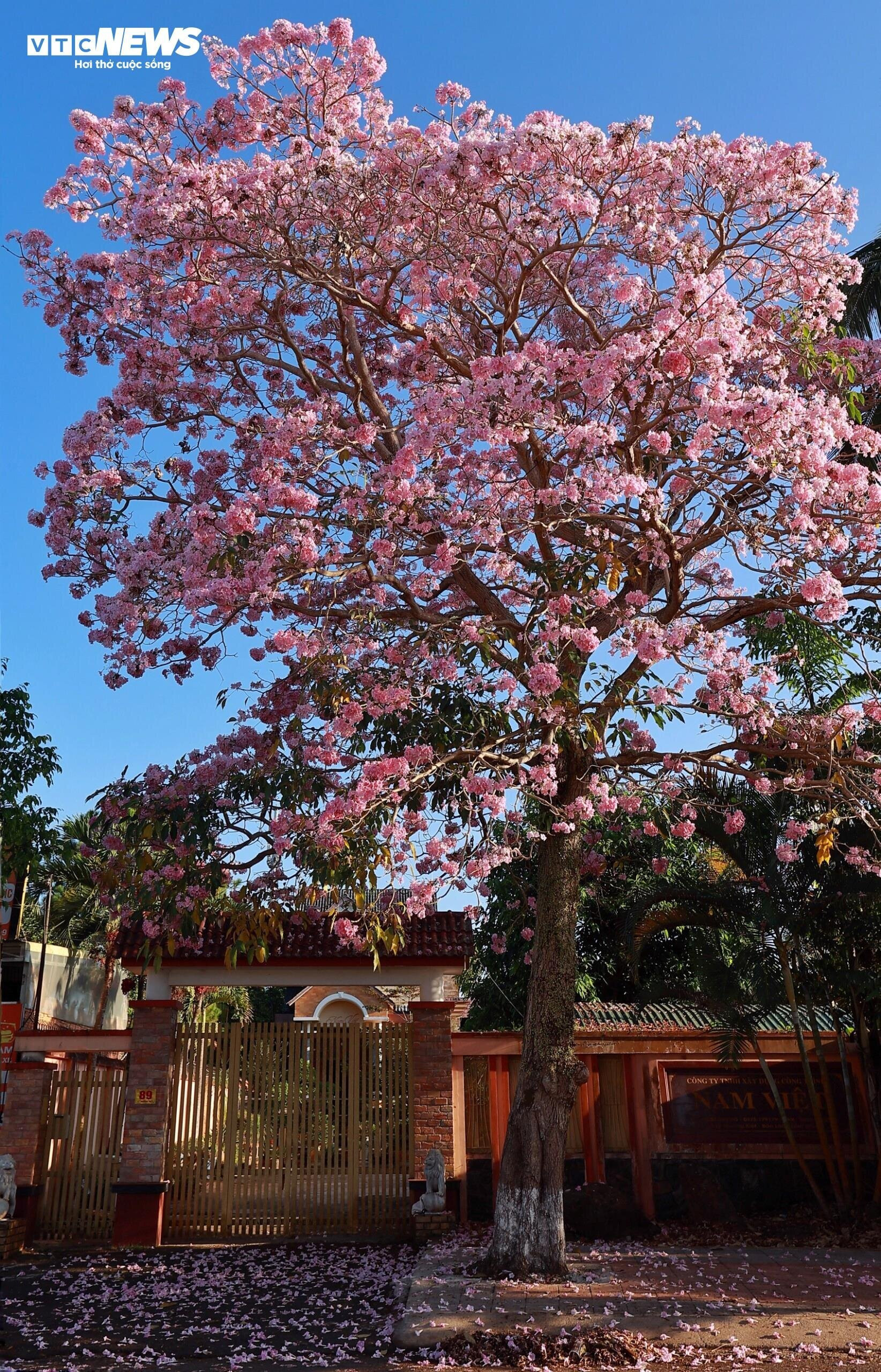 Hoa kèn hồng nở rộ, nhuộm thắm những cung đường ở Lâm Đồng - 10