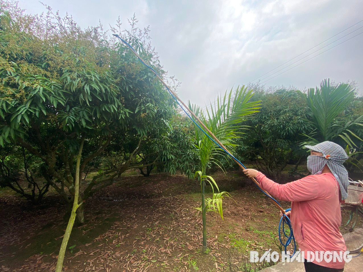 Bà Lê Thị Huyên ở thôn Hạ Vĩnh, xã Thanh Quang đang phun thuốc trừ sâu và chống bệnh sương mai cho quả vải
