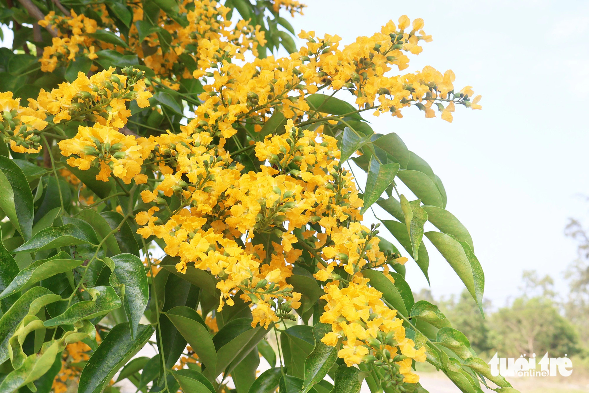 Sưa vàng ở Tam Kỳ còn có tên gọi là cây giáng hương ấn 