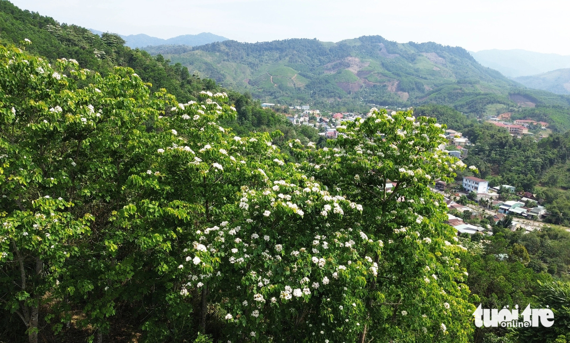 Hoa trẩu nở trắng sườn đồi ở huyện Đông Giang - Ảnh: LÊ TRUNG