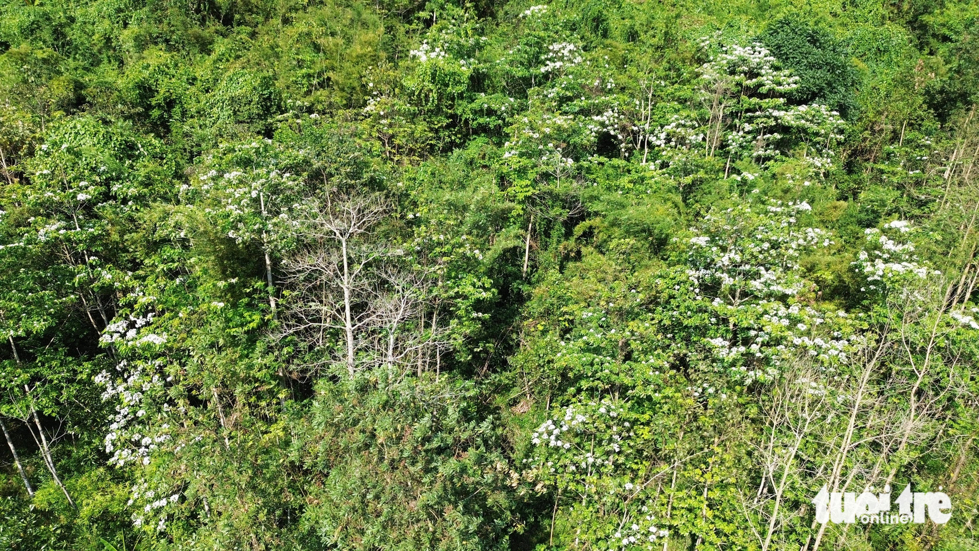 Núi rừng Trường Sơn bạt ngàn nhuộm sắc trắng của hoa trẩu - Ảnh: LÊ TRUNG