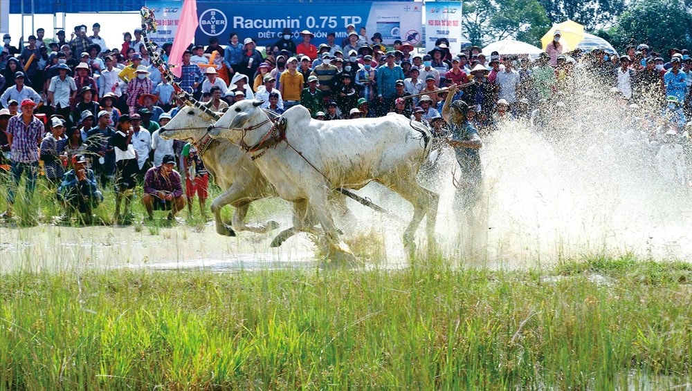 Honouring the value of Vietnamese festivals hinh anh 3