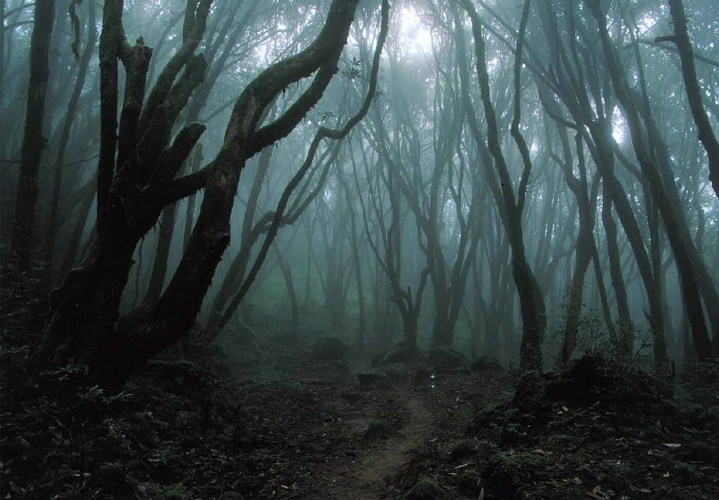 Rừng Hoia Baciu được mệnh danh là 'Khu rừng đáng sợ nhất thế giới' - Ảnh: MYBESTPLACE