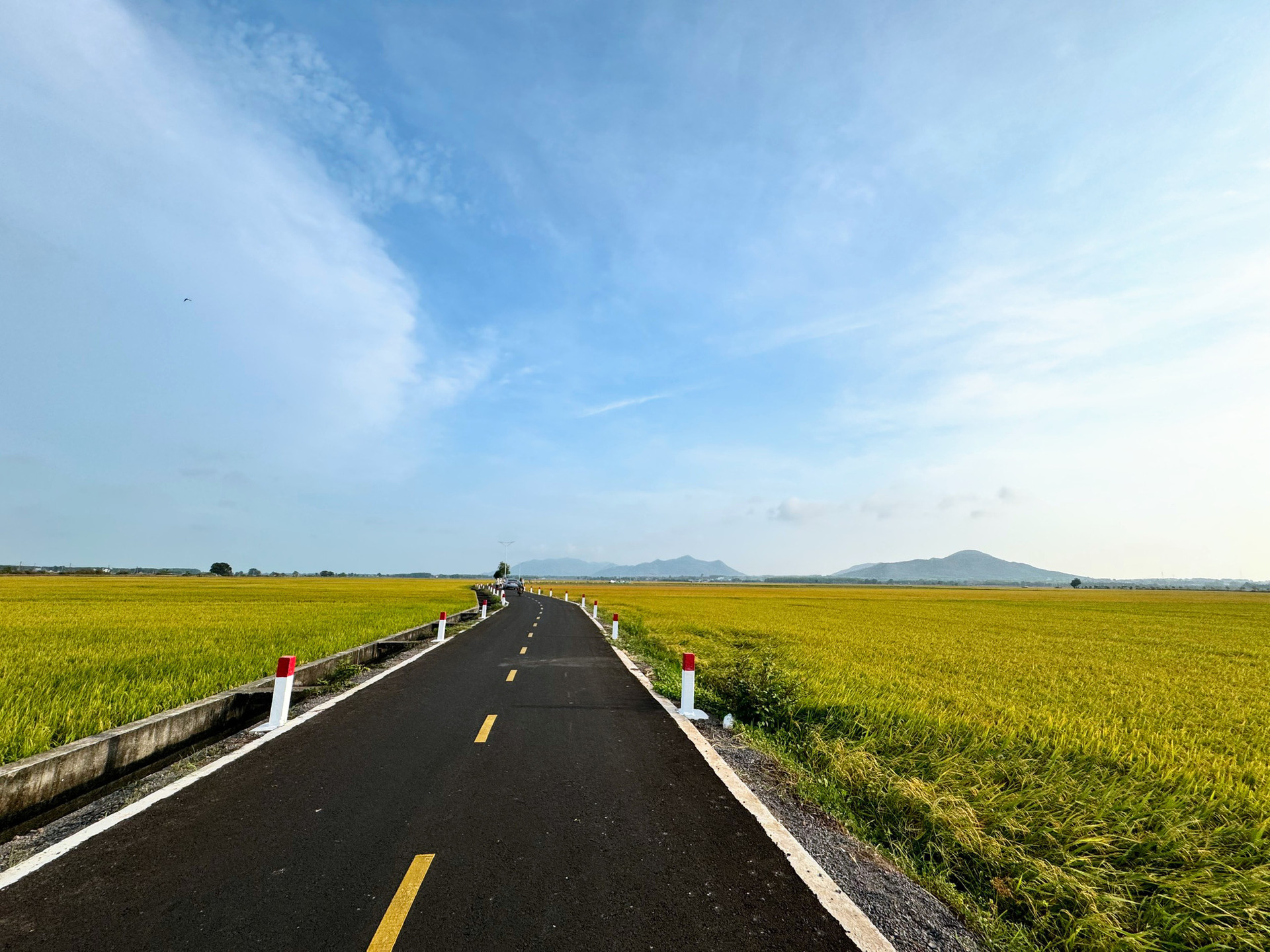 Con đường xuyên cánh đồng lúa An Nhứt ở Bà Rịa - Vũng Tàu - Ảnh: NGUYỆT PHẠM