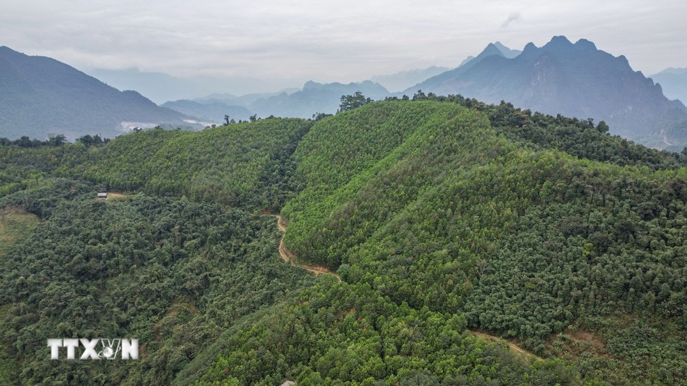Việt Nam đã chuyển nhượng 10,3 triệu tấn CO2 ở vùng Bắc Trung Bộ giai đoạn 2018-2024 cho Ngân hàng Thế giới. (Ảnh: Nam Thái/TTXVN)
