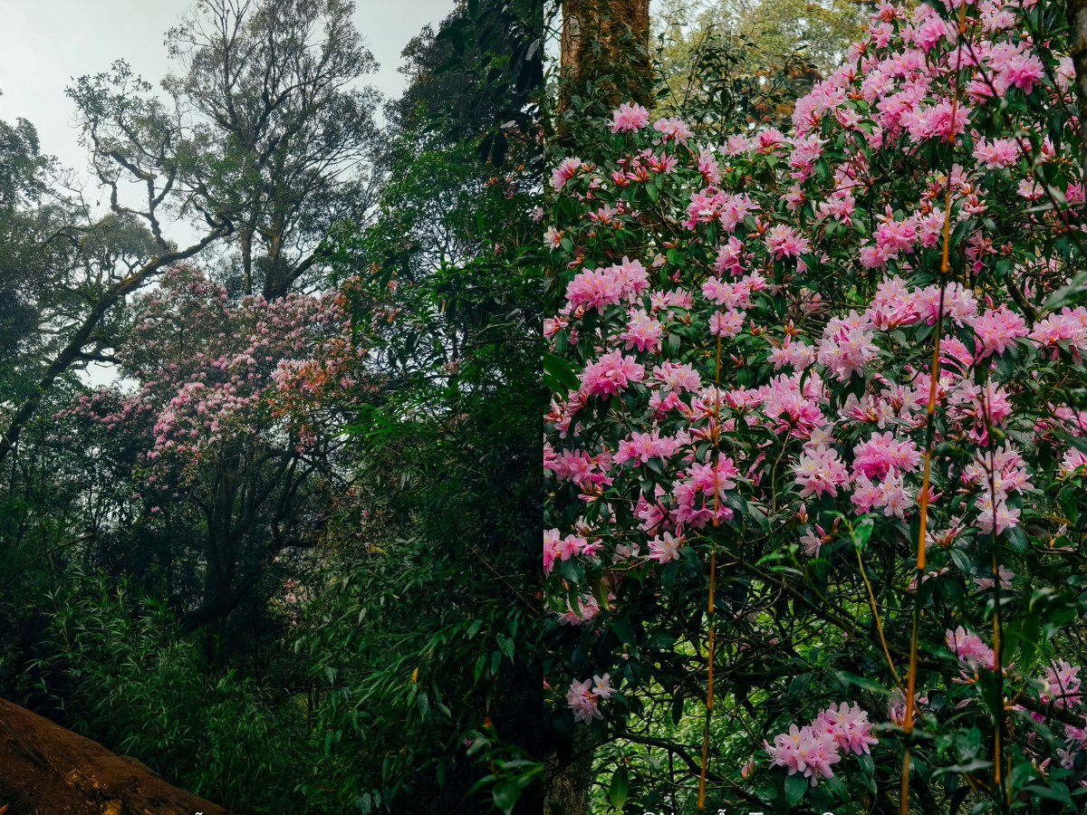 Thảm thực vật đẹp mê mẩn trên đường trekking đỉnh Lùng Cúng ảnh 6