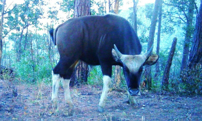 Một cá thể bò tót trong rừng Phước Bình (Ninh Thuận) được bẫy ảnh chụp lại trong đợt điều tra đầu năm 2024. Ảnh: Vườn quốc gia Phước Bình cung cấp