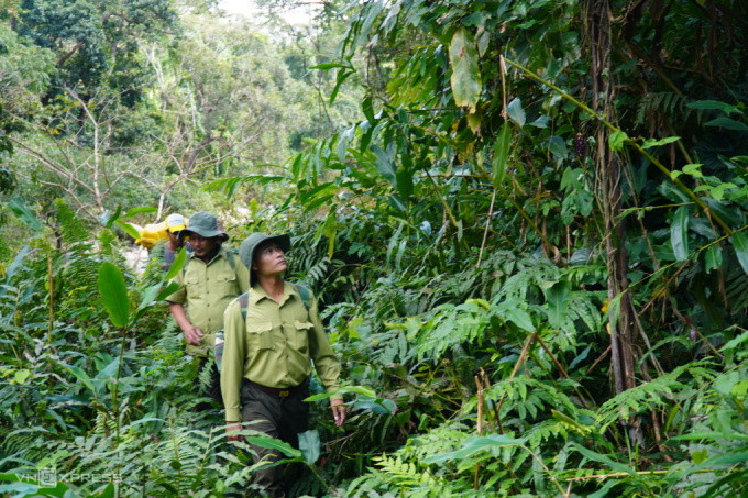 Các kiểm lâm của Vườn quốc gia Phước Bình trong một chuyến tuần tra, bảo vệ rừng, năm 2022. Ảnh: Việt Quốc