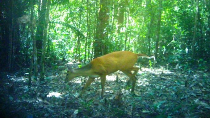 Một cá thể mang đang kiếm ăn trong rừng Phước Bình được bẫy ảnh ghi nhận. Ảnh: Vườn quốc gia Phước Bình cung cấp