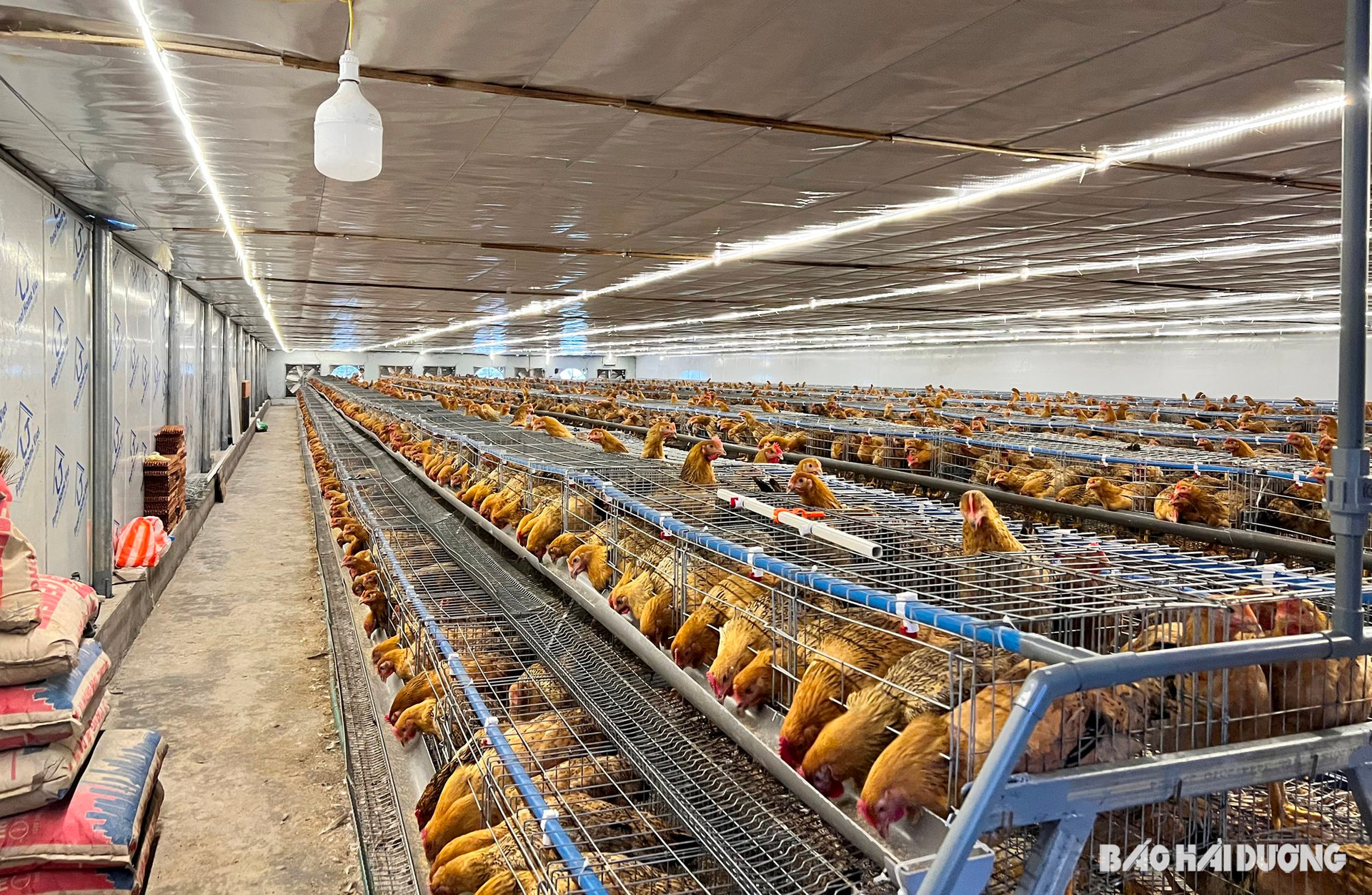 Hộ ông Vũ Xuân Hảo, ở thôn Dôi Hống, xã Lê Lợi (Gia Lộc) nuôi hàng nghìn con gà trong khu chuồng vi phạm công trình thủy lợi
