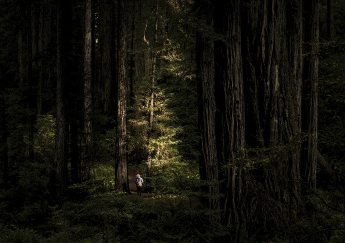 Bức ảnh chụp vườn quốc gia Redwood ở California, Mỹ được công ty du lịch Black Tomato sử dụng để giới thiệu về xu hướng du lịch mới hiện nay - các chuyến đi tìm về sự yên tĩnh, kết nối với thiên nhiên và tìm lại bình yên trong tâm hồn. Ảnh: AP