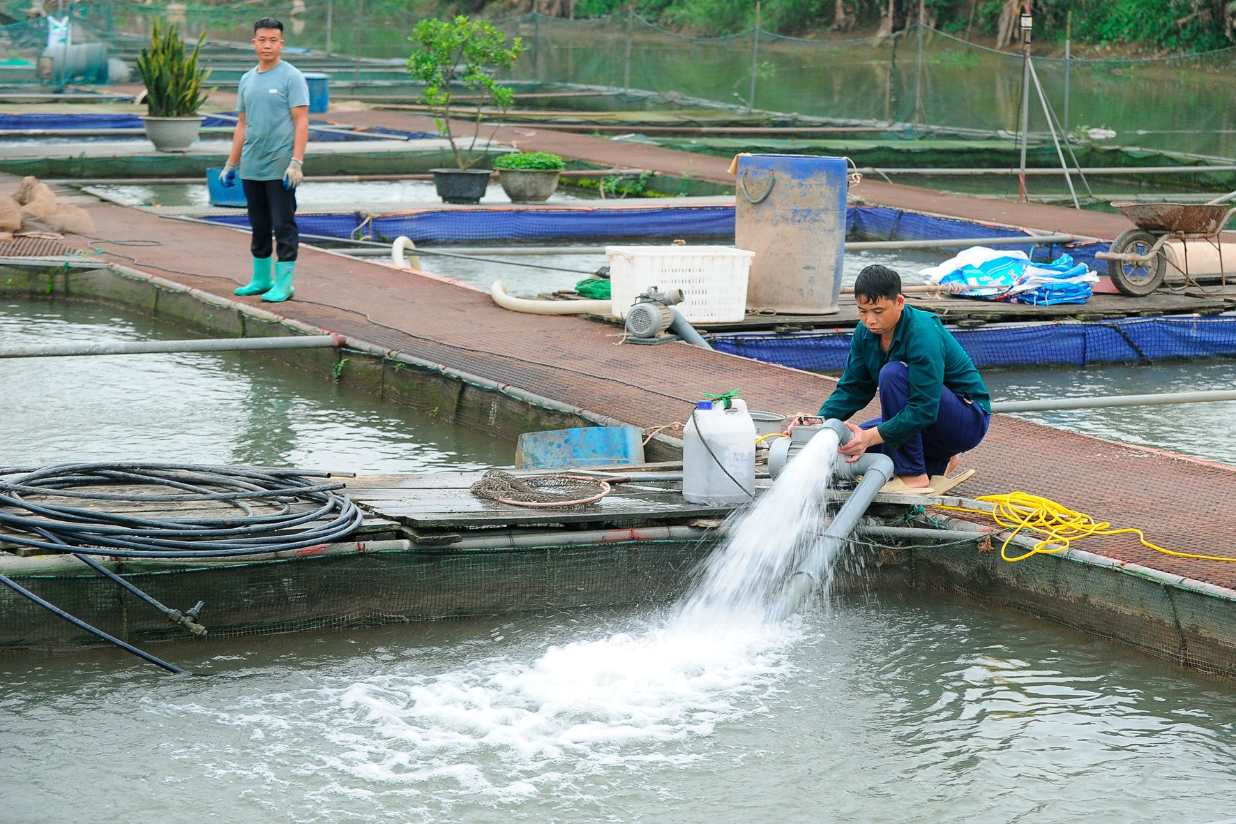 Người dân thôn Quảng Tân, xã Nam Tân, huyện Nam Sách (Hải Dương) vẫn cung cấp oxy cho số cá còn lại bằng máy sục từ dưới lên, máy bơm nước từ trên mặt xuống