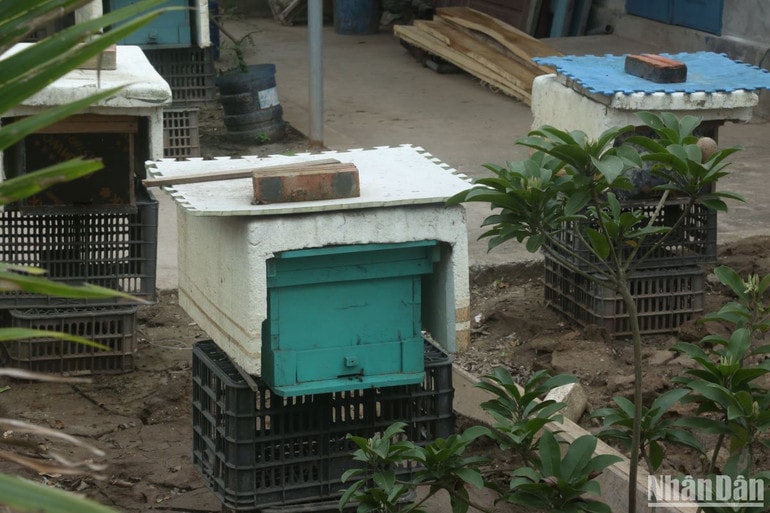 Sản phẩm Mật ong hoa rừng ngập mặn của hợp tác xã Tùng Hằng được đánh giá sản phẩm OCOP 4 sao, được coi là đặc sản nhờ chất lượng thơm ngon và giá trị dinh dưỡng cao.