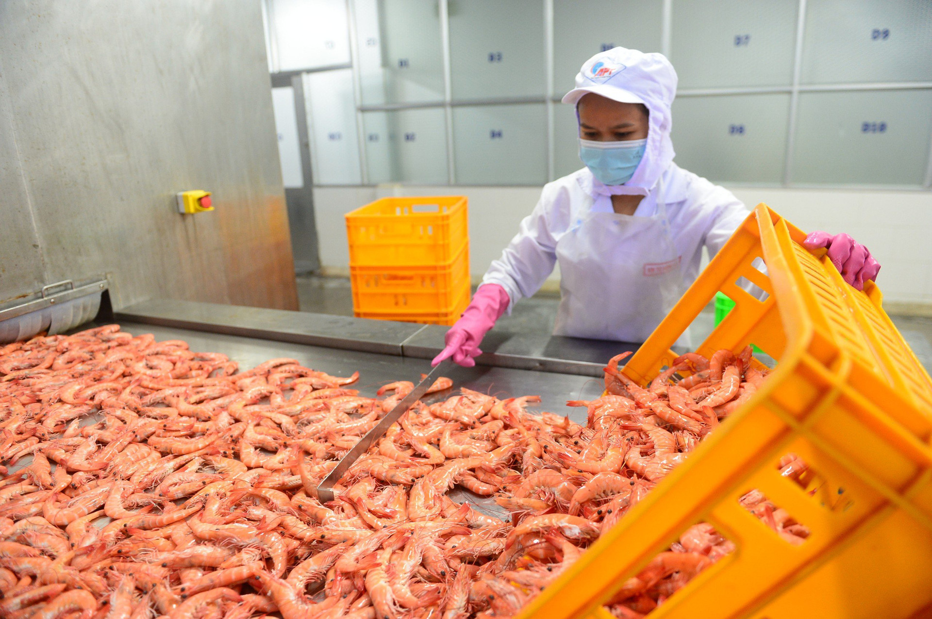 3 tháng đầu năm nay Mỹ, Trung Quốc 'đua nhau' mua tôm, cua, cá từ Việt Nam - Ảnh: QUANG ĐỊNH