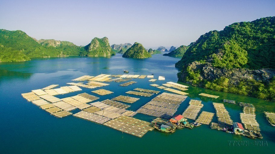 Vietnam’s fishery industry: A spearhead economic sector hinh anh 3