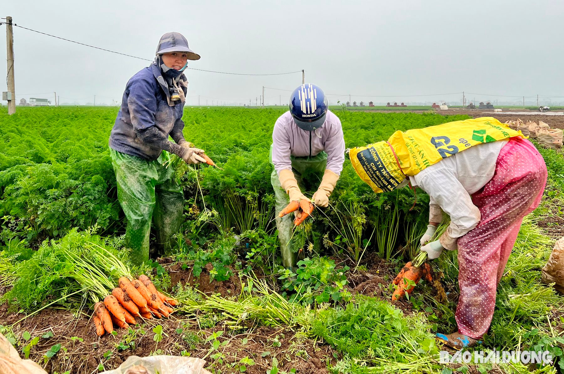Sản lượng cà rốt trồng tại xã Đức Chính đạt hơn 15.000 tấn