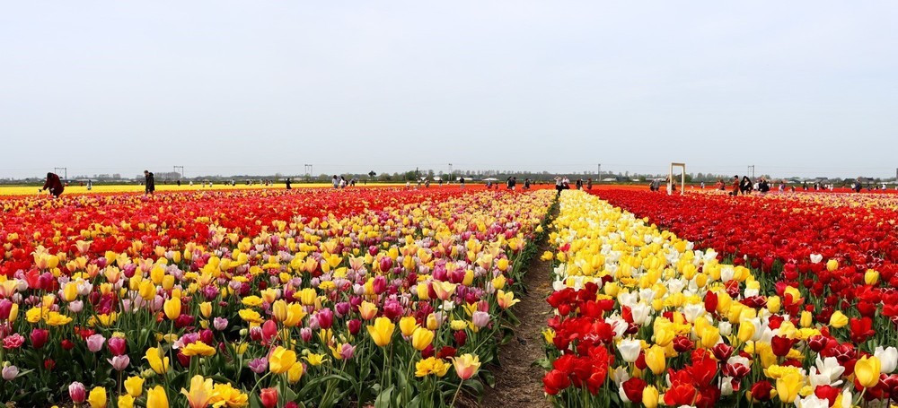 hoa tulip.jpg