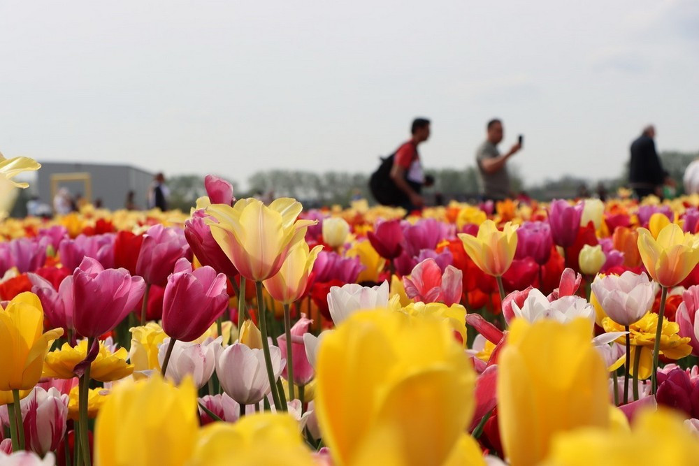 hoa tulip2.jpg