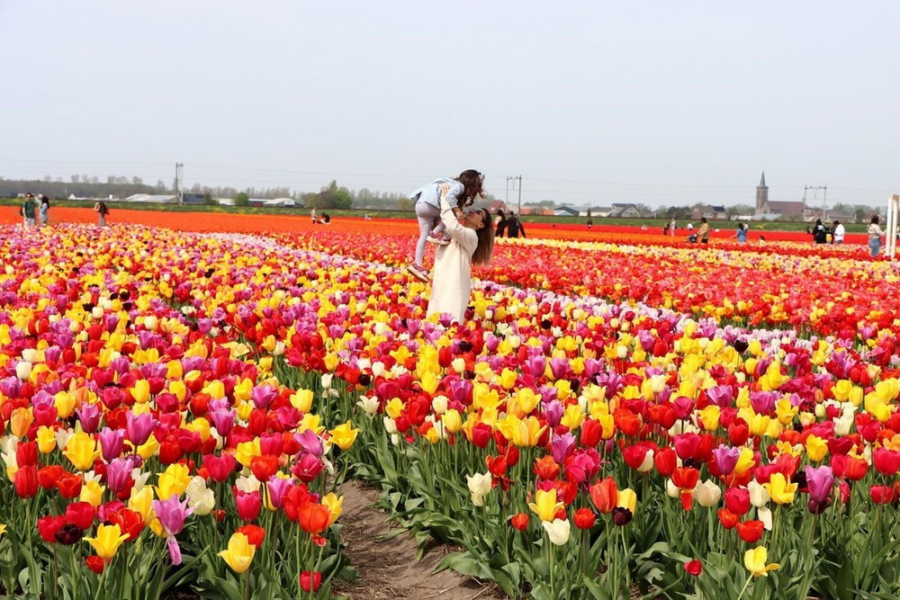 hoa tulip6.jpg
