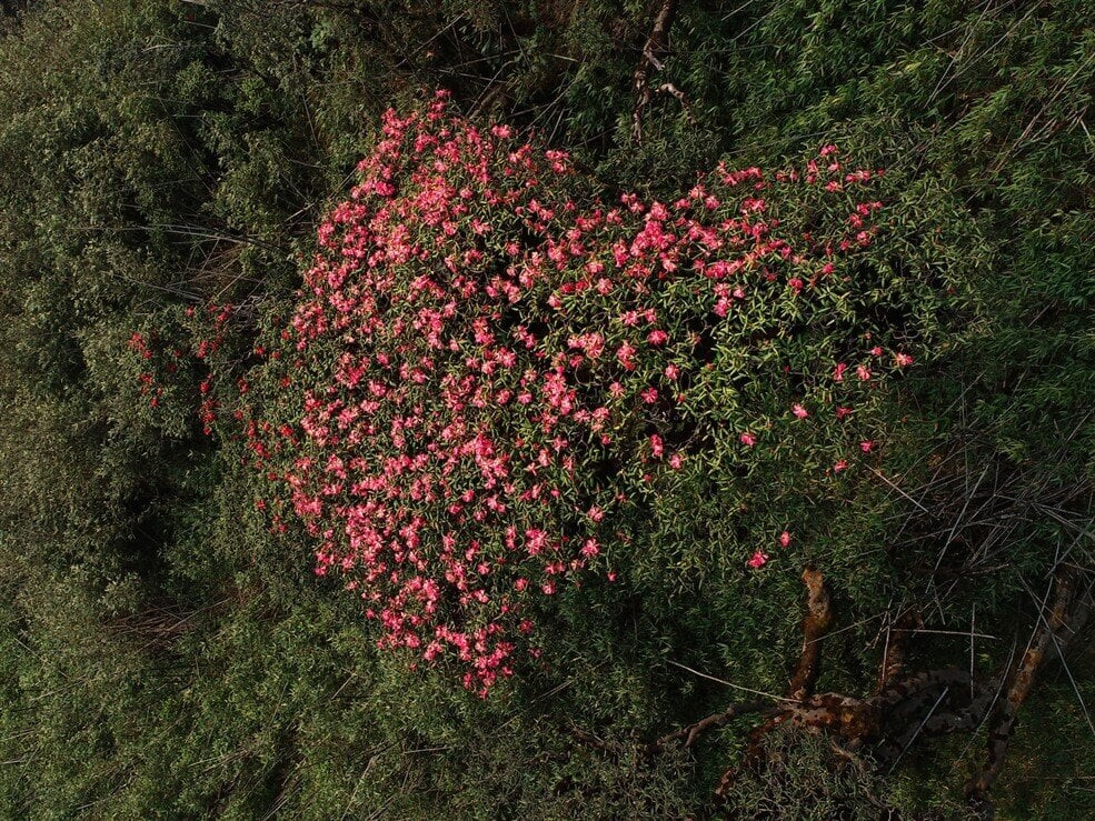 Không chỉ là “nữ hoàng hoa của núi rừng Tây Bắc”, Đỗ quyên cũng là biểu tượng của sức sống và vẻ đẹp hùng vĩ giữa đại ngàn. Loài hoa này gần như nở quanh năm nhưng mùa hoa Đỗ quyên nở rộ đẹp nhất là vào dịp đầu mùa hạ. Sắc màu vàng, hồng, đỏ điểm xuyết giữa màu xanh của núi rừng Tây Bắc tựa như đang dệt gấm thêu hoa lên núi rừng hùng vĩ, tạo nên một bức tranh thiên nhiên tuyệt sắc.