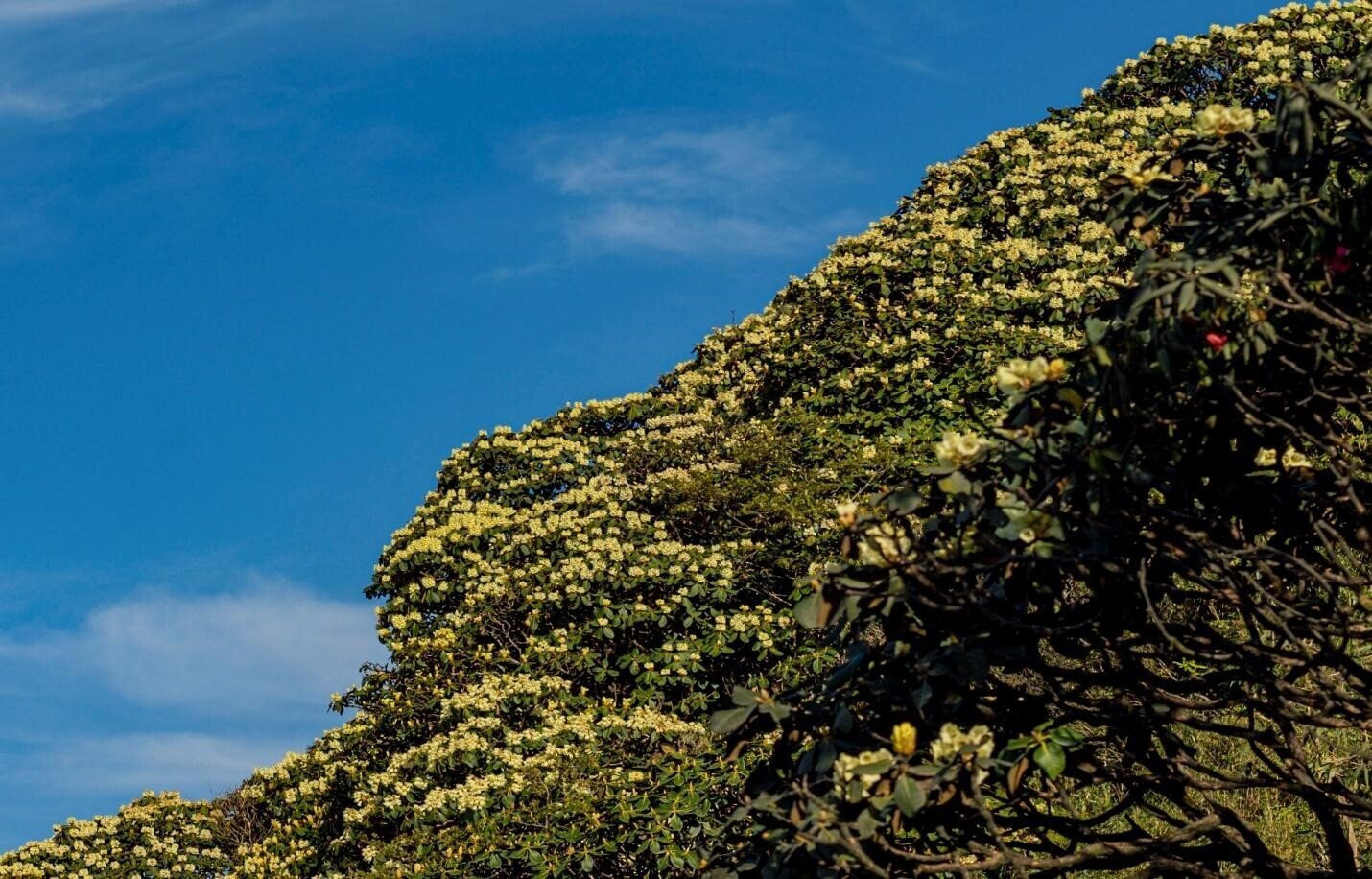 Mỗi dịp tháng 4 về, núi rừng Hoàng Liên Sơn (Sa Pa) như được thắp sáng bởi những thảm hoa Đỗ quyên bung nở rực rỡ. Nơi đây sở hữu 40 loài Đỗ quyên quý hiếm, nở từng đợt tùy theo màu hoa và độ cao của núi, suốt từ khoảng tháng 2 đến hết tháng 6 hàng năm.