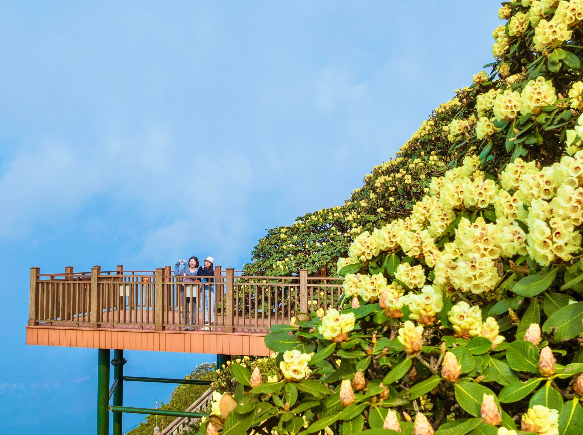 Sau những phút giây thỏa sức ngắm nhìn hoa Đỗ quyên, du khách còn có thể đến khu vực sân ngắm cảnh ở cuối con đường để thu vào tầm mắt toàn cảnh vẻ đẹp hùng vỹ của núi rừng Hoàng Liên Sơn…