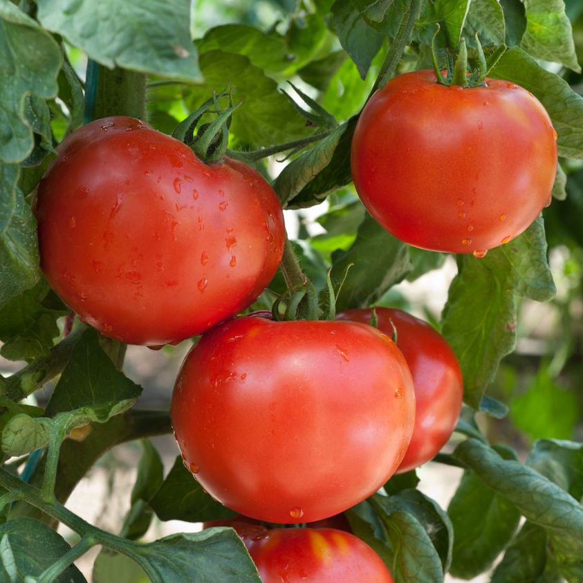 Cà chua là loại quả được cho là không nên ăn vào lúc đói để bảo vệ bao tử