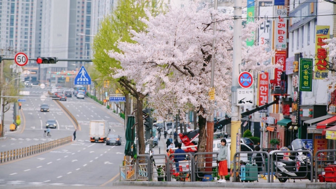 Hoa anh đào nở tại Seoul cuối tháng 4. Ảnh: Kim Anh