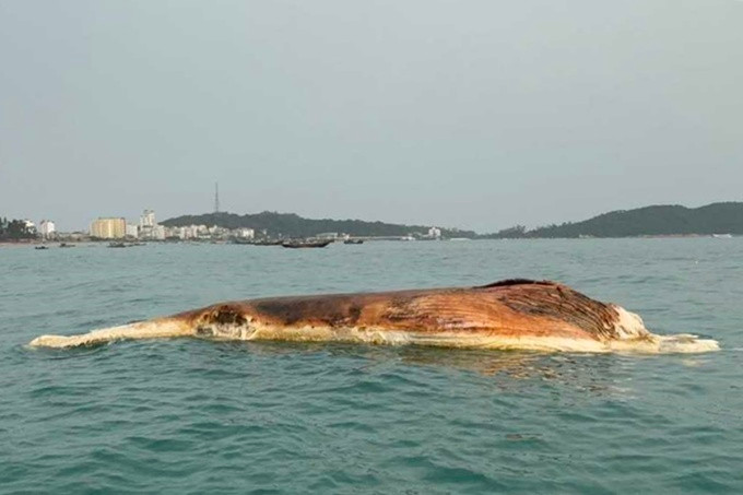 Xác cá voi ở vùng biển Cô Tô được trục vớt và chôn cất. Ảnh: Xuân Hoa