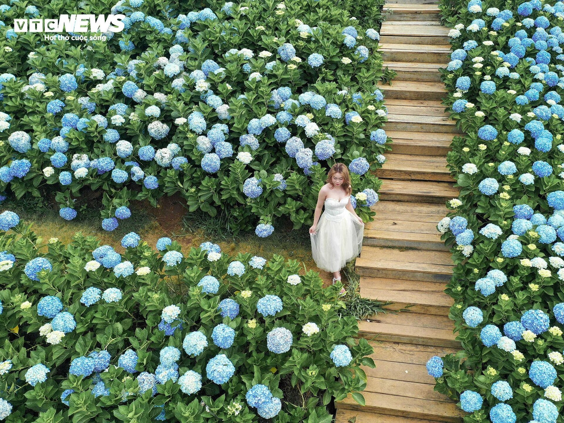 Mê mẩn cánh đồng hoa cẩm tú cầu rộng 3.000 m2 ở Đà Lạt đẹp như cổ tích - 10