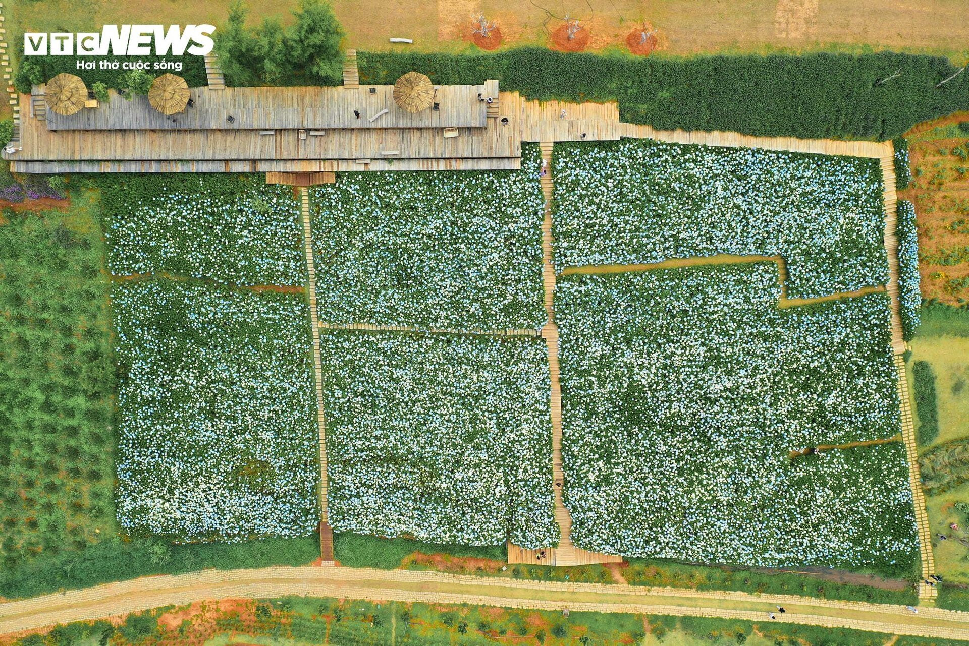 Mê mẩn cánh đồng hoa cẩm tú cầu rộng 3.000 m2 ở Đà Lạt đẹp như cổ tích - 1