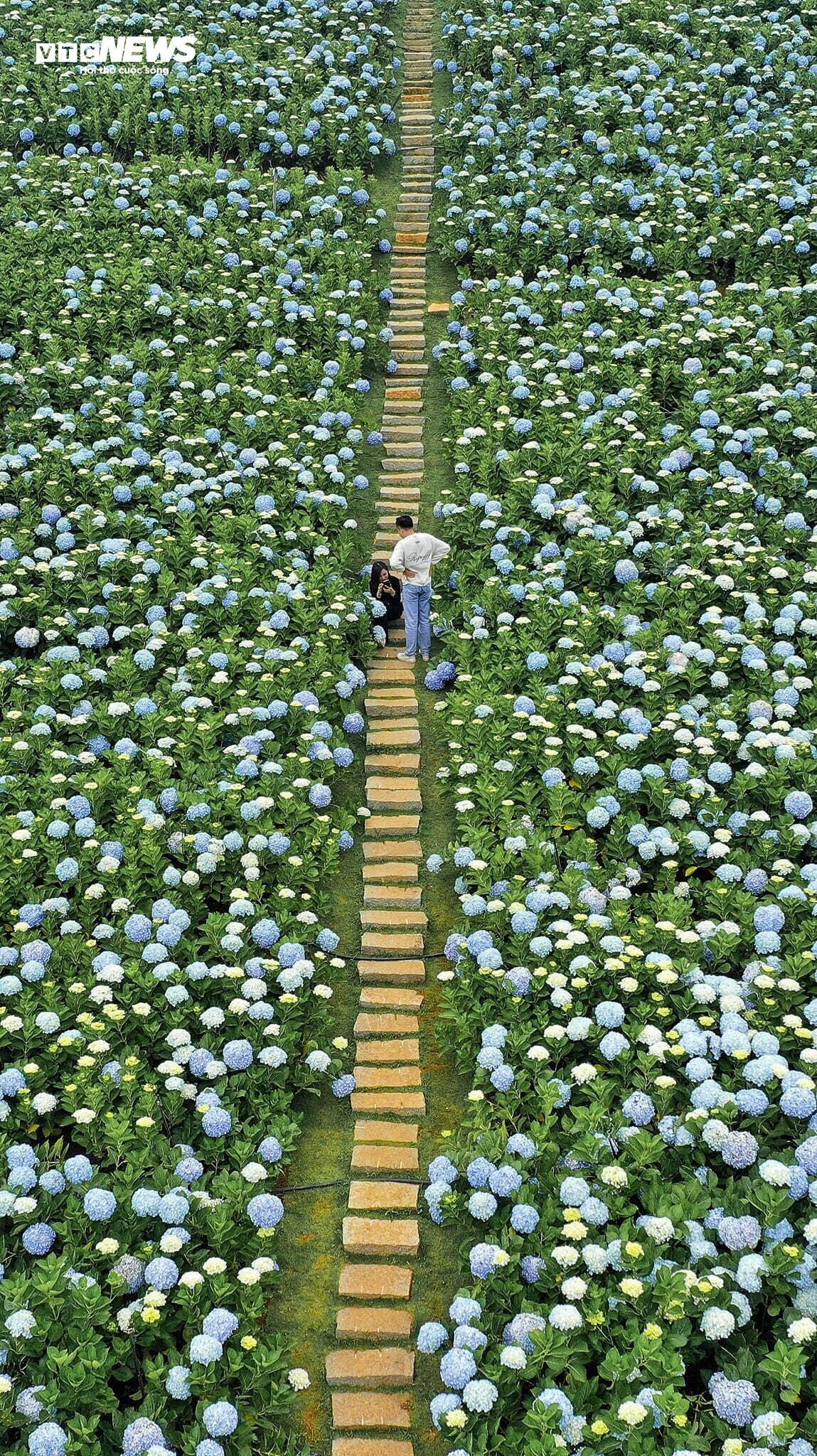 Mê mẩn cánh đồng hoa cẩm tú cầu rộng 3.000 m2 ở Đà Lạt đẹp như cổ tích - 3