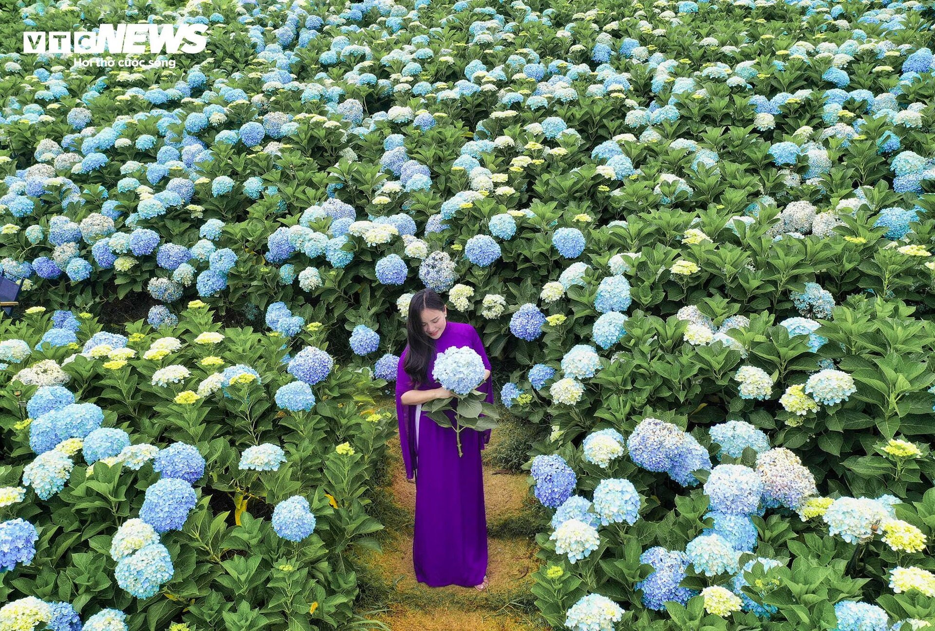 Mê mẩn cánh đồng hoa cẩm tú cầu rộng 3.000 m2 ở Đà Lạt đẹp như cổ tích - 6