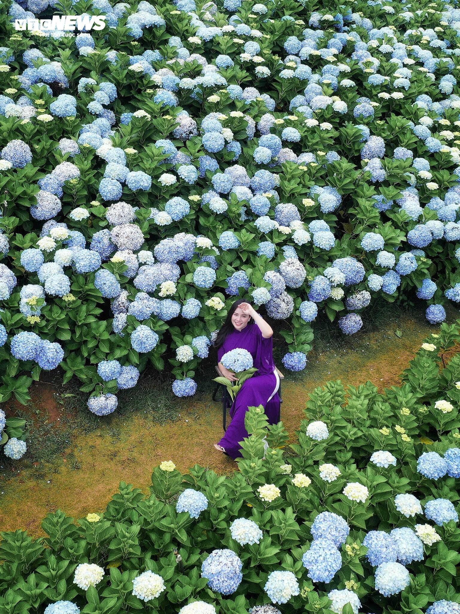 Mê mẩn cánh đồng hoa cẩm tú cầu rộng 3.000 m2 ở Đà Lạt đẹp như cổ tích - 8