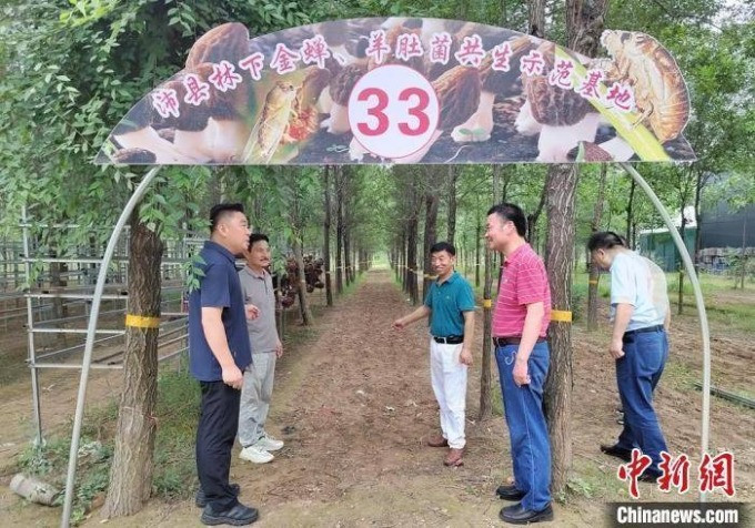 Trang trại trồng nấm bụng dê kết hợp nuôi ve sầu ở tỉnh Giang Tô năm 2023. Ảnh: China News