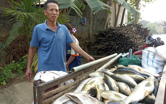 Người đàn ông ở Bá Thước vớt số cá chết của gia đình đem bán vớt vát tài sản. Ảnh: Lam Sơn
