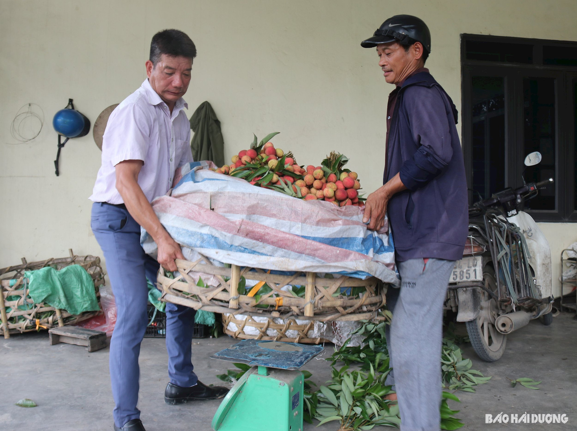 Ảnh báo in: Năm nay thương lái ở huyện Thanh Hà phải đi tìm kiếm, thăm vườn liên tục mới có vải vì sản lượng thấp, nếu không nhanh sẽ không mua được vải bán ra thị trường