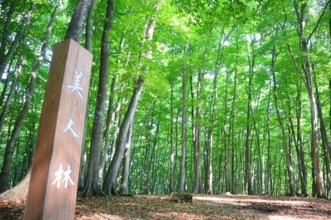 Beauty Forest nằm ở tỉnh Niigata. Ảnh: Enjoy Niigata