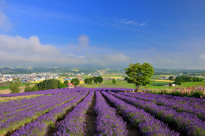 Cánh đồng hoa lavender ở Hokkaido. Ảnh: Goodluck Trip