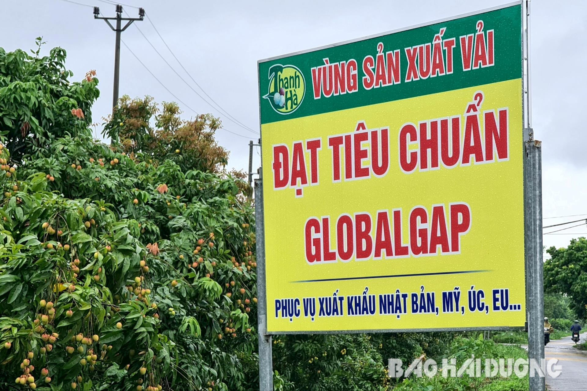 11 vùng trồng vải GlobalGAP ở Thanh Hà đủ điều kiện xuất khẩu vào thị trường cao cấp