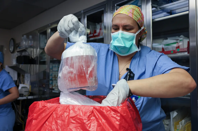 Điều dưỡng Melissa Mattola-Kiatos lấy thận lợn ra khỏi hộp để chuẩn bị cấy ghép tại Bệnh viện Đa khoa Massachusetts,, ngày 16/3. Ảnh:Massachusetts General Hospital
