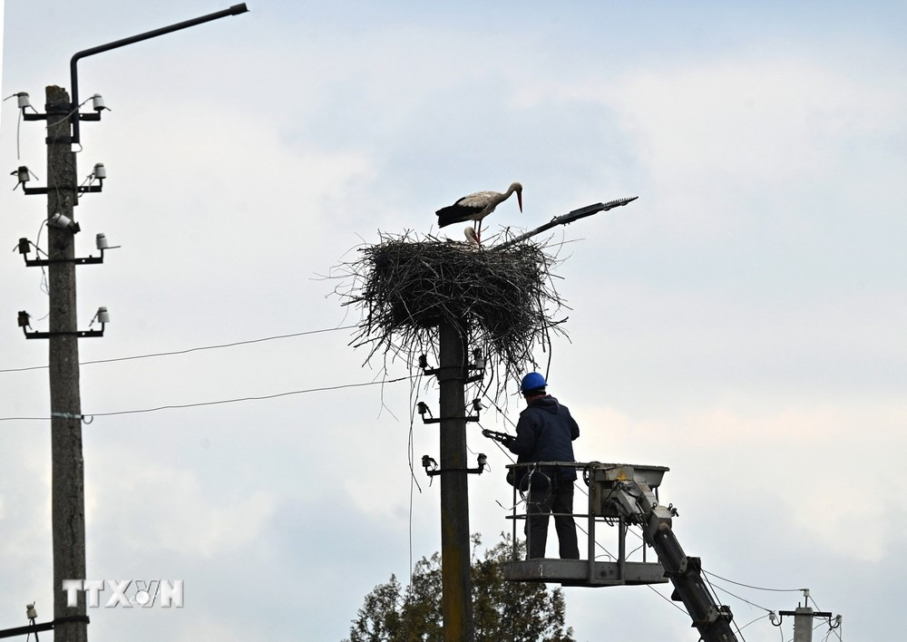 Công nhân sửa chữa đường dây điện tại Borodianka, Tây Bắc Kiev, Ukraine. (Ảnh: AFP/TTXVN)